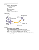 What are the different parts of neurons?