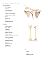 What type of joint is the clavicle and scapula?