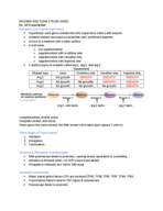 What are the three stages of gene transcription?