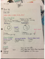 BIOL 101 - Class Notes - Week 1