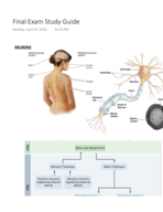 Which type of neuron transmits signal from interneurons to effectors?