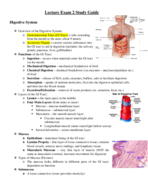 What are the functions of the gastrointestinal tract?
