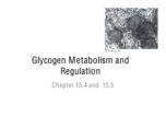 What happens to excess glucose in all organisms?
