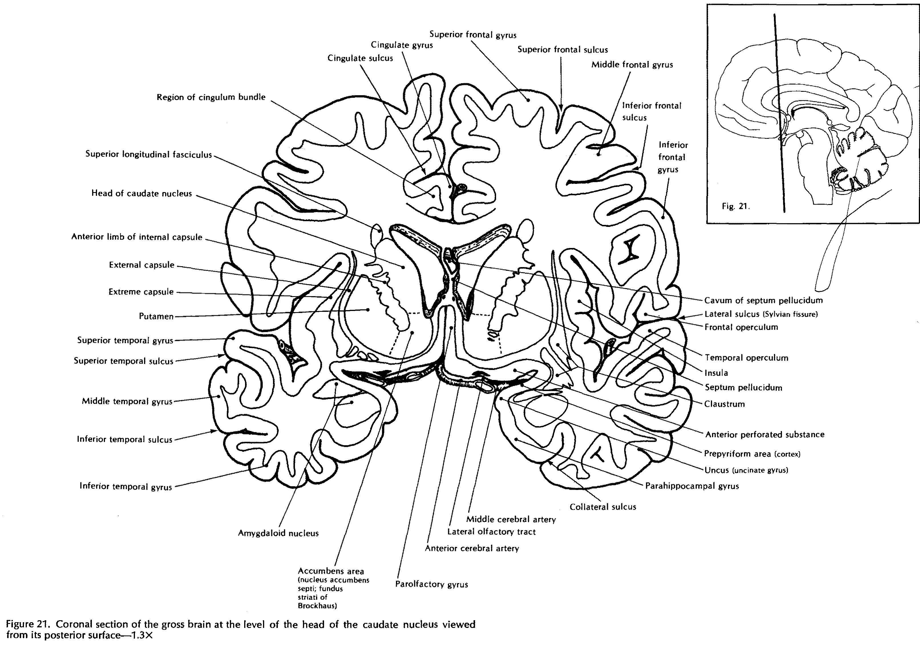 Physiological Psychology