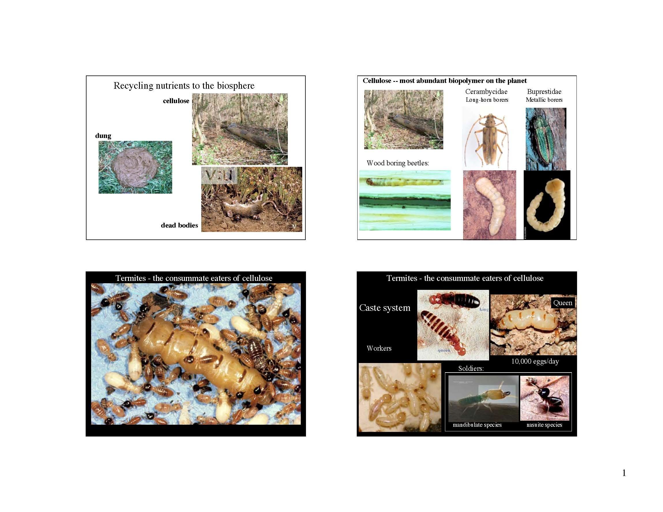 ENTOMOLOGY