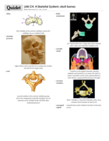 Vocabulary For Skull, Tissue