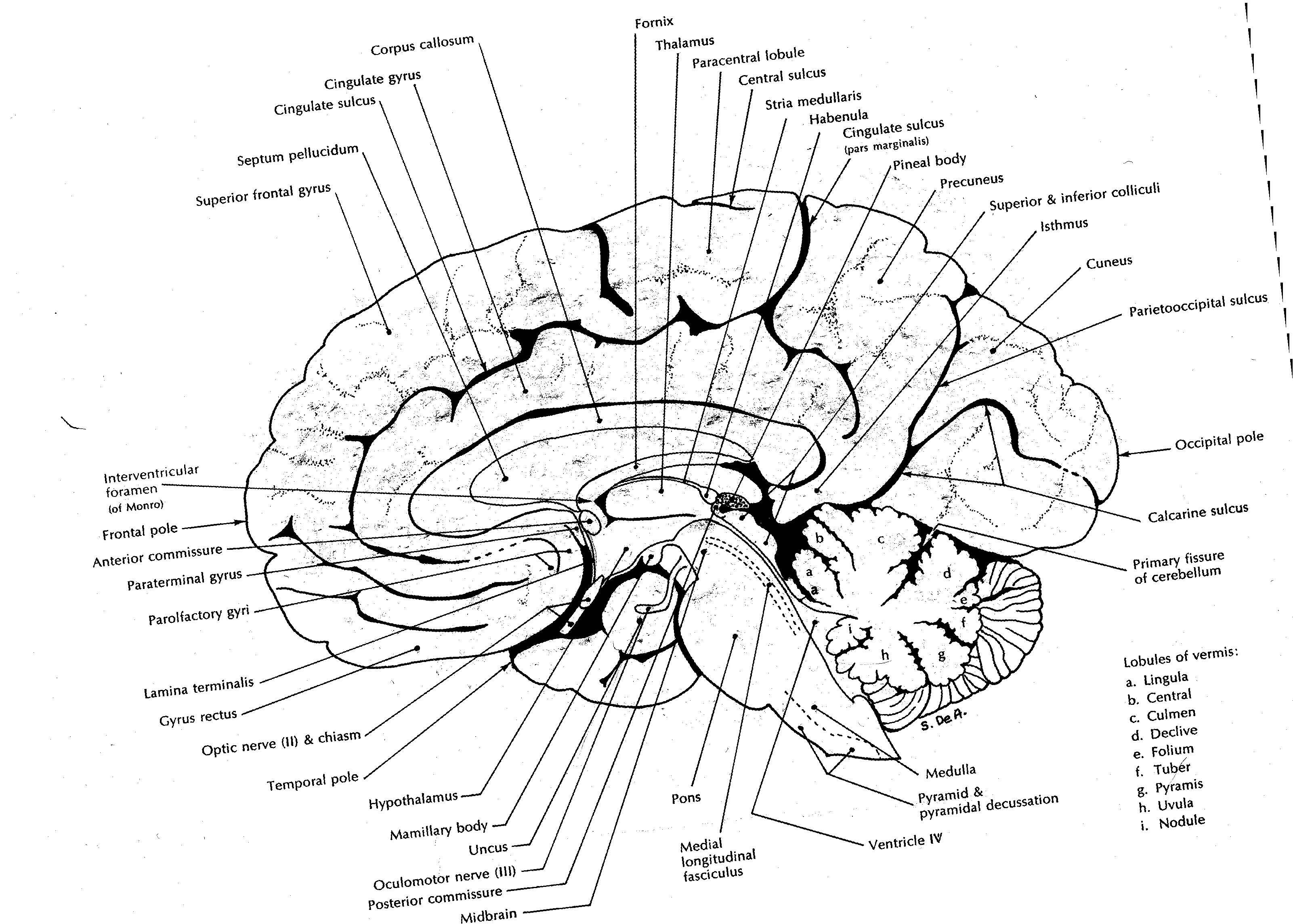 Physiological Psychology