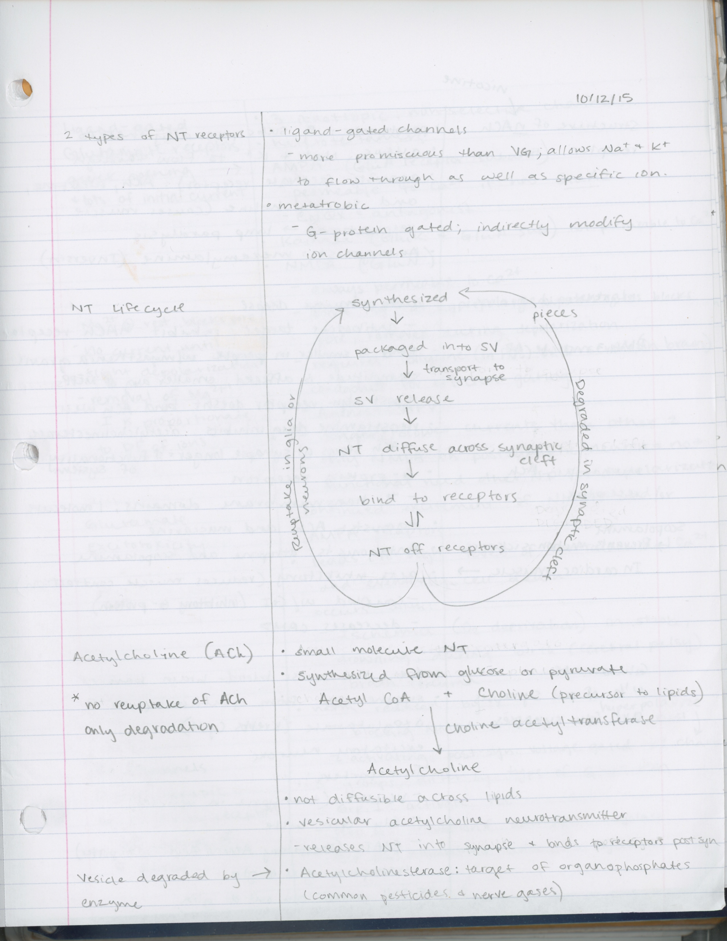 Week 6- Intro to Neurobiology 1 Notes