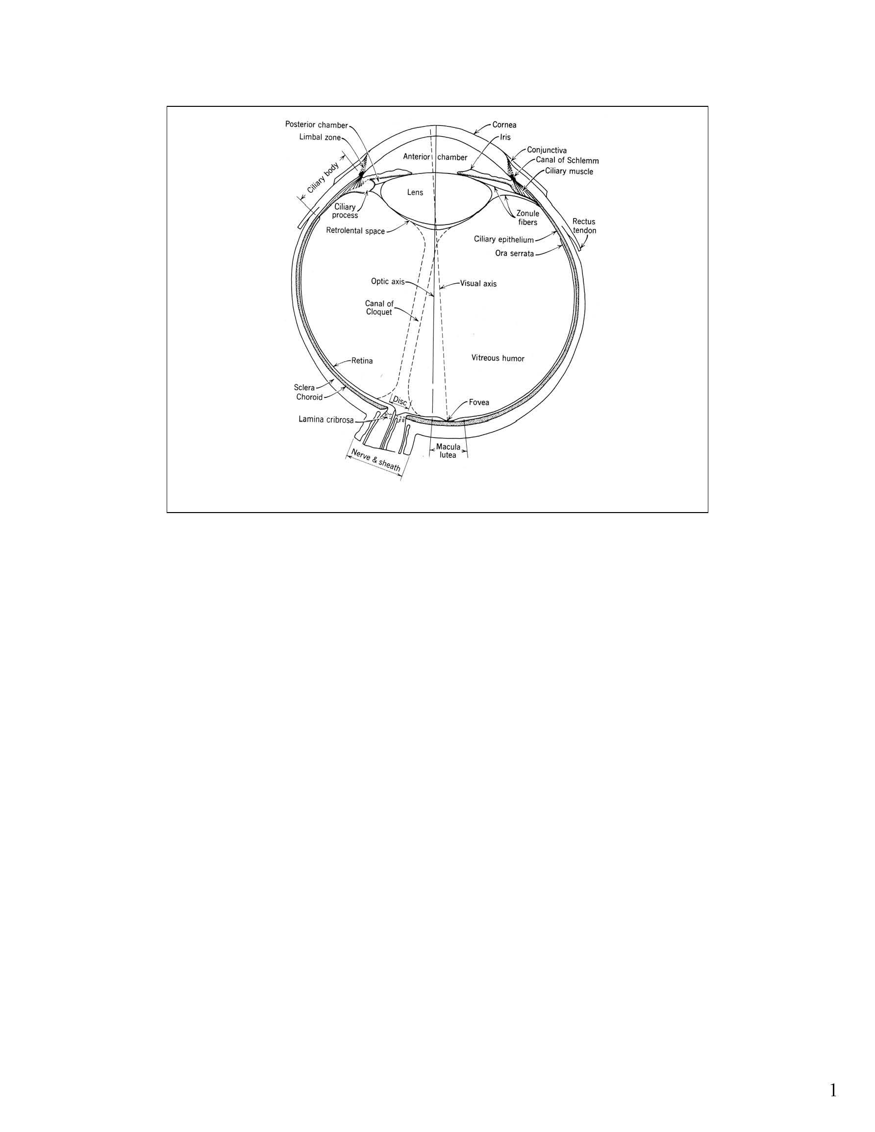 HUMAN NEUROPSYCHOLOGY