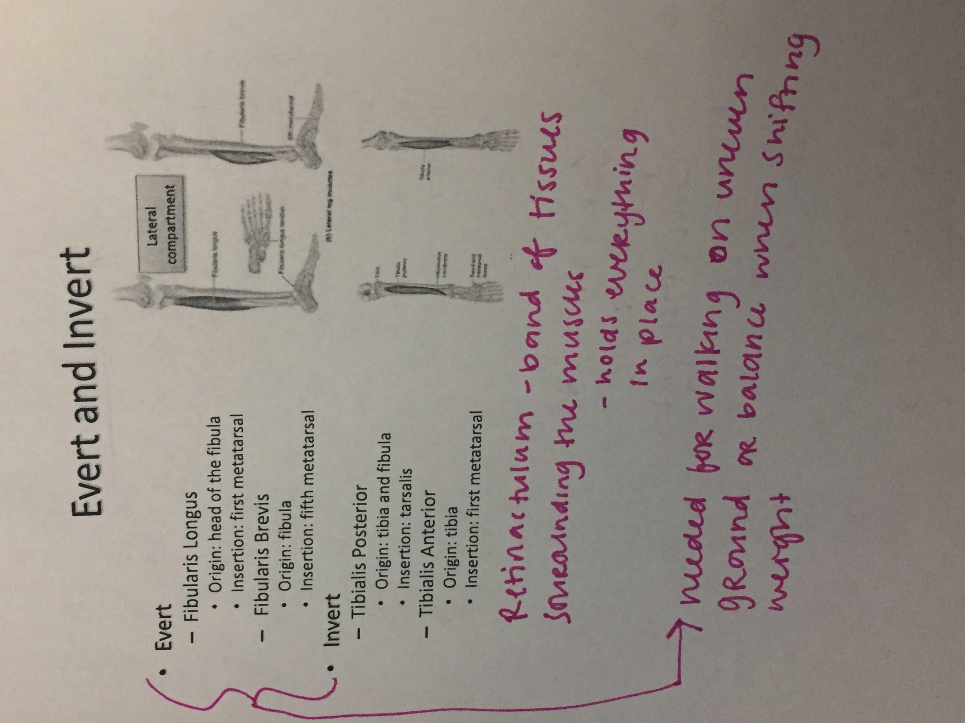 anatomy lecture notes (muscles)