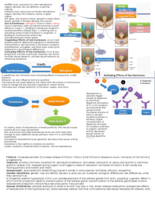 study guide exam 2 (part 4)