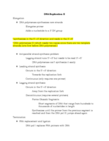 Week 10: DNA Replication and Meiosis