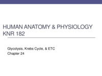 Chapter 24- Glycolysis, Krebs Cycle & Electron Transport Chain