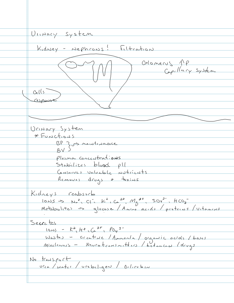 Exam 5 - Urinary System - Kidneys