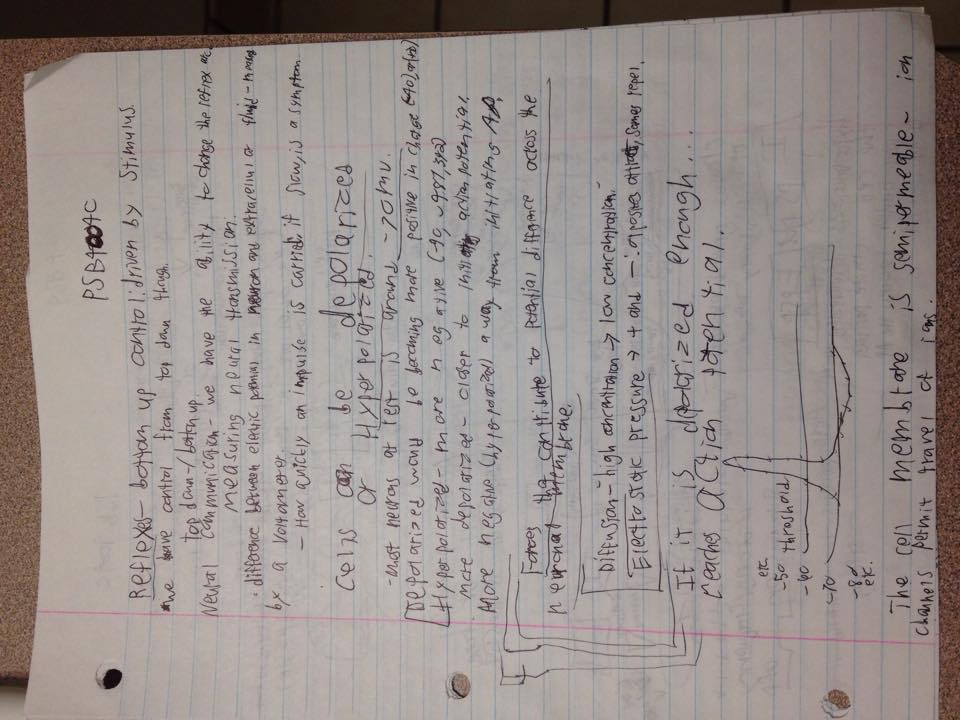 First Week of Notes- PSB 4004C