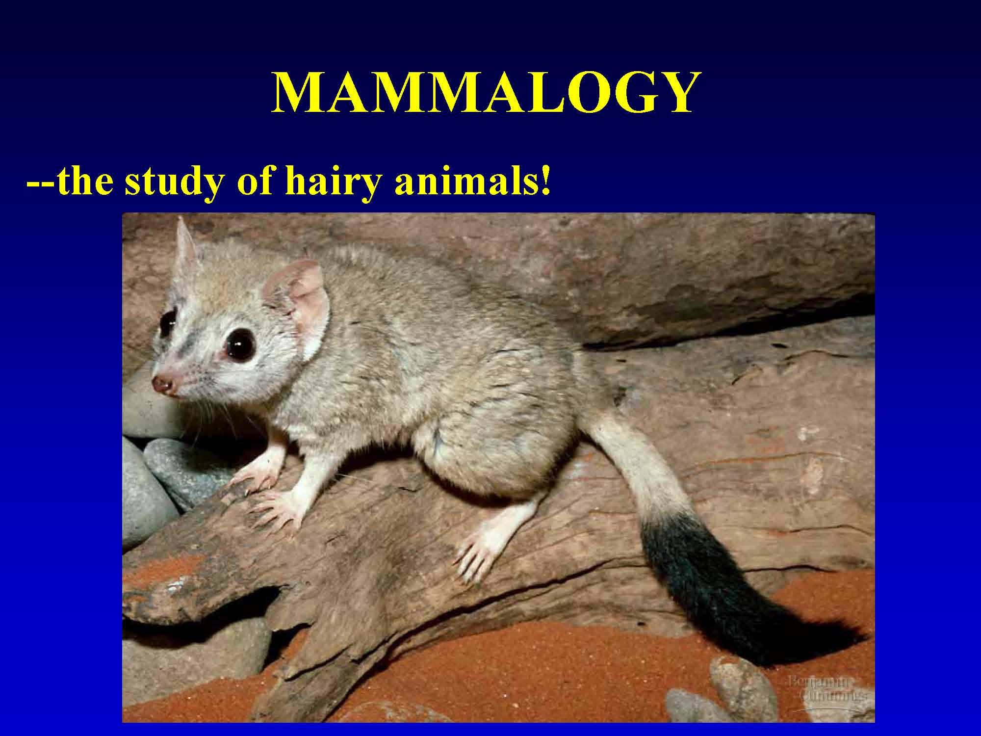 Mammalogy