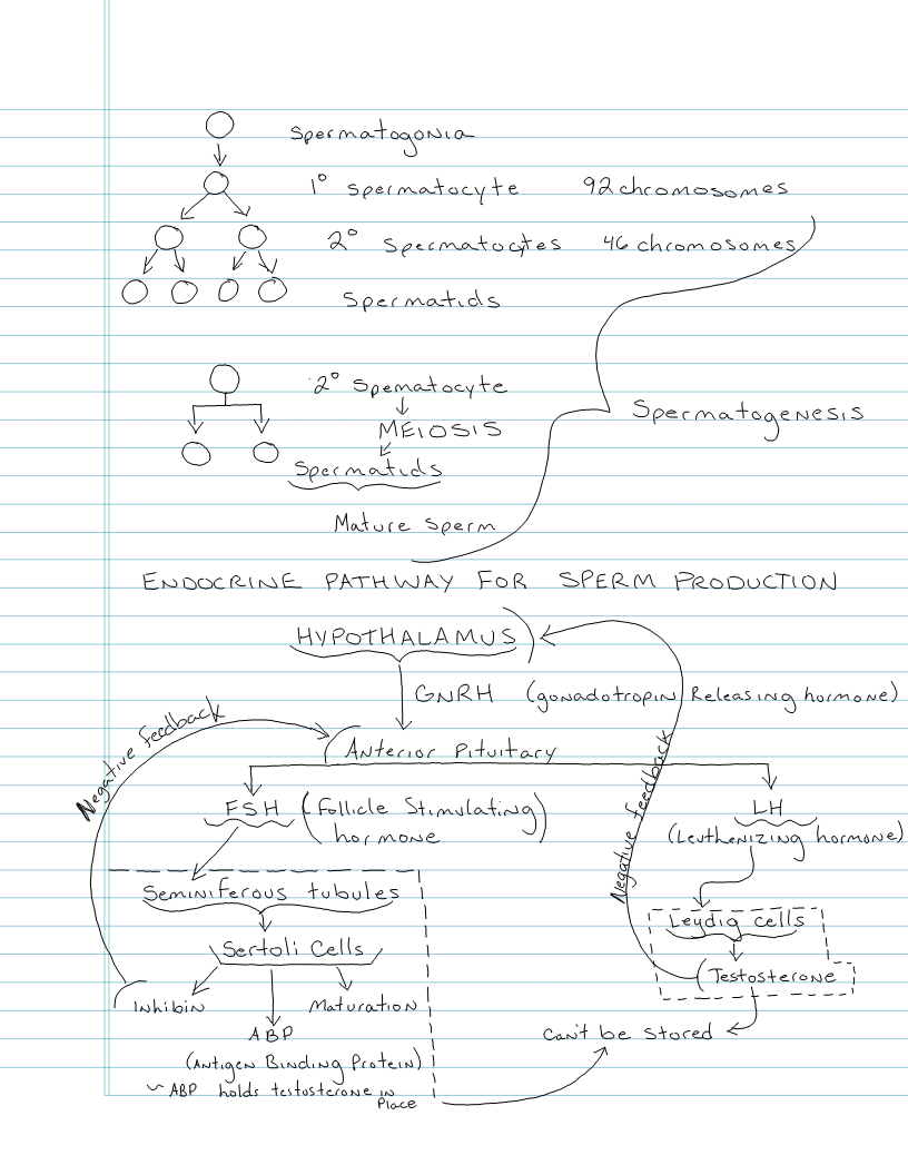 Exam 1 - Cell Communication / Endocrinology