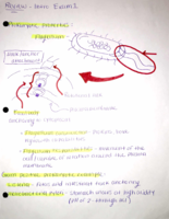 Microbiology Exam 1 notes  - Feb 9, 2015, 01-29-2