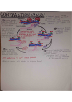 BIOL301MuscleNotes.pdf