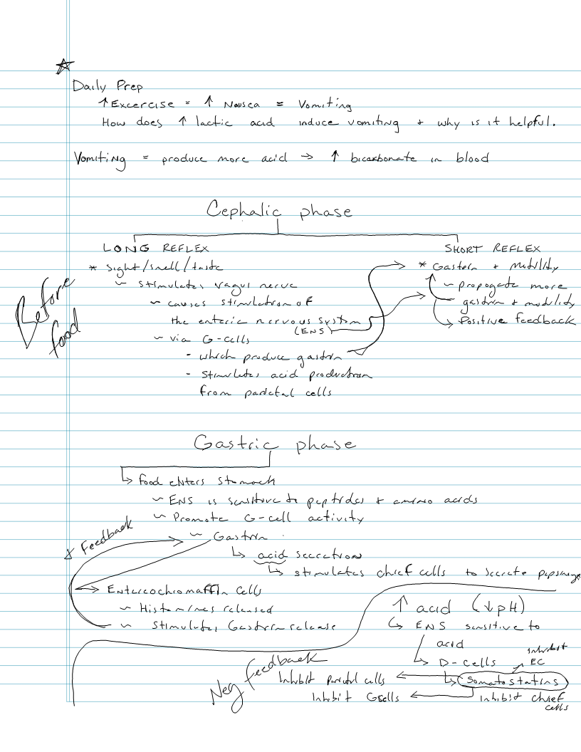 Exam 7 - Digestion - more in detail