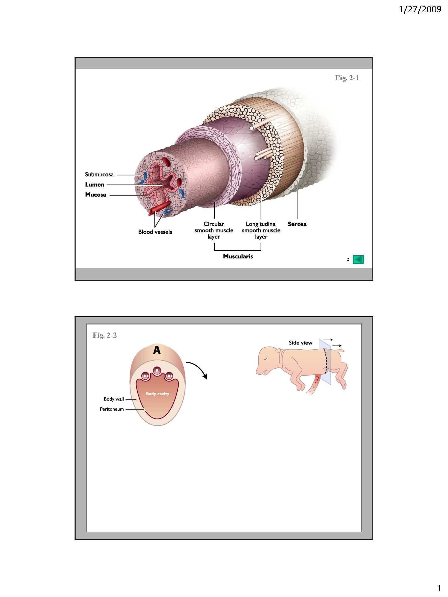 REPROD PHYSENDOCRIN
