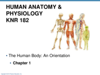 Chapter 1-The Human Body: an Orientation