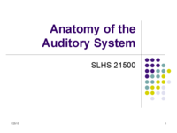 "Anatomy of the Auditory System" notes, SLHS215