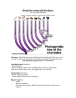 Chodates/ Brief intro to Human Evolution