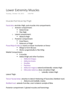 Lower Extremity Muscles and Bones