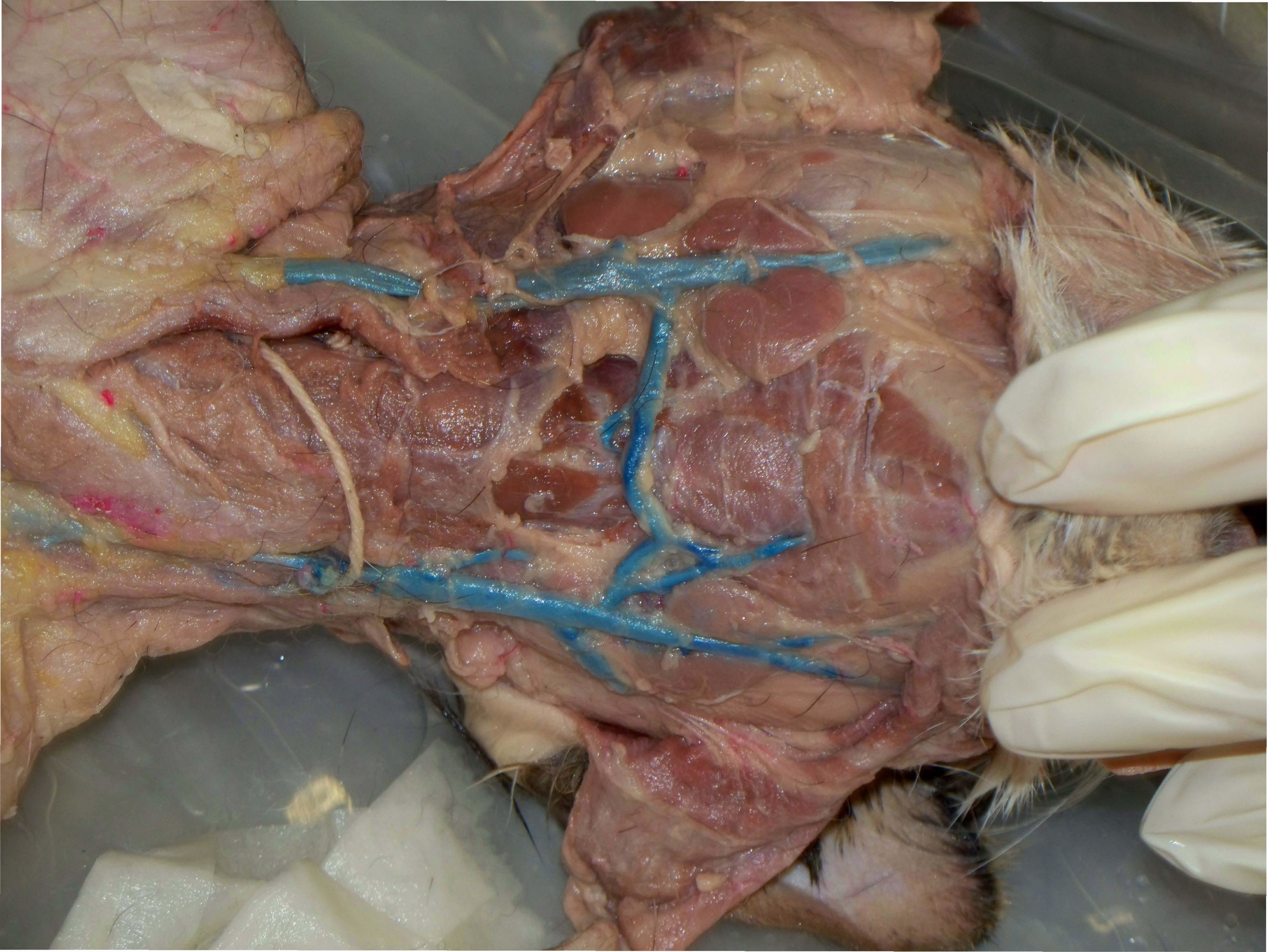 ClinicalAnatomyandPhysiologyforVeterinaryTechnicians