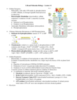 Lecture 11 Notes - Cell Respiration