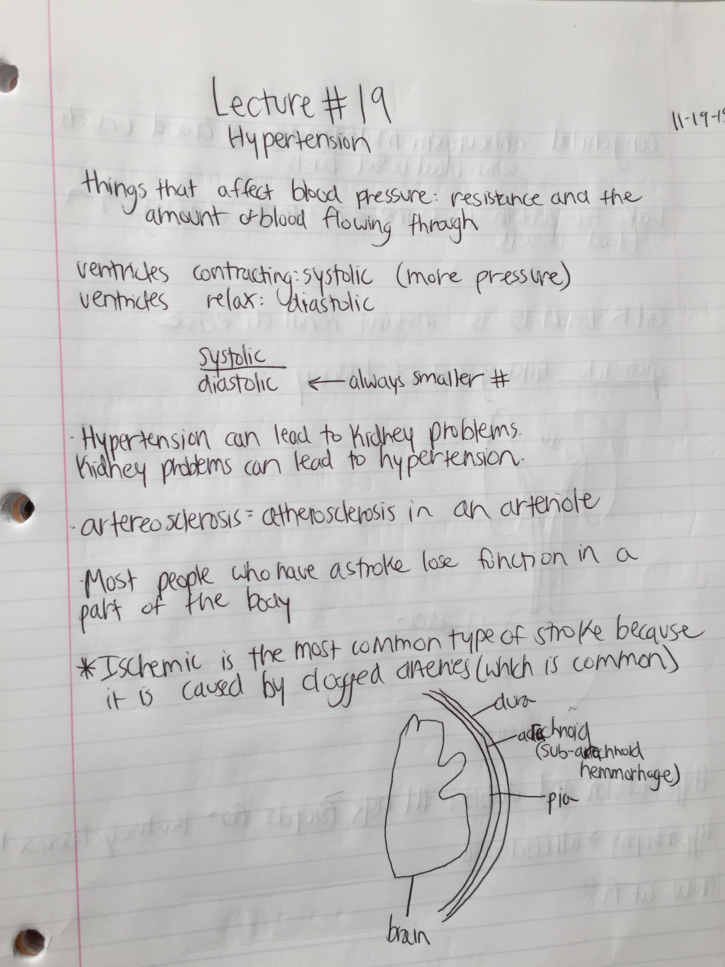 Cardiovascular Disease and Hypertension Notes