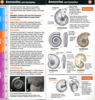 Mollusca