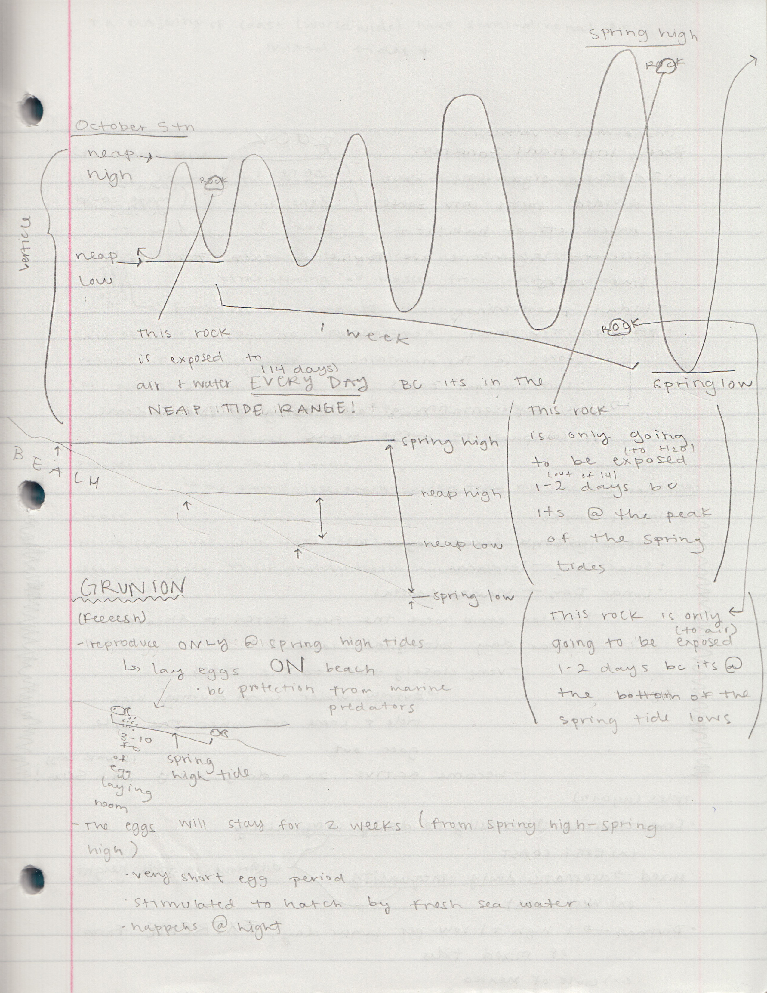 Week 6 Notes