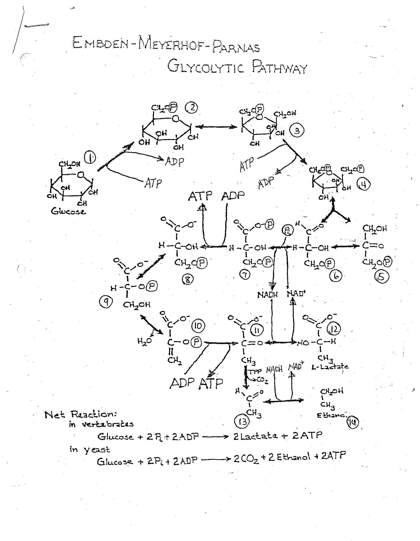 ElementaryBiochemistry