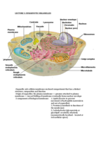 BS2004 Lecture 3: Eukaryotic Organelles