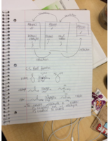 Ch 13 week of 11/30