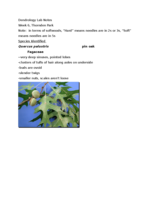 Dendro Lab Thornden Park