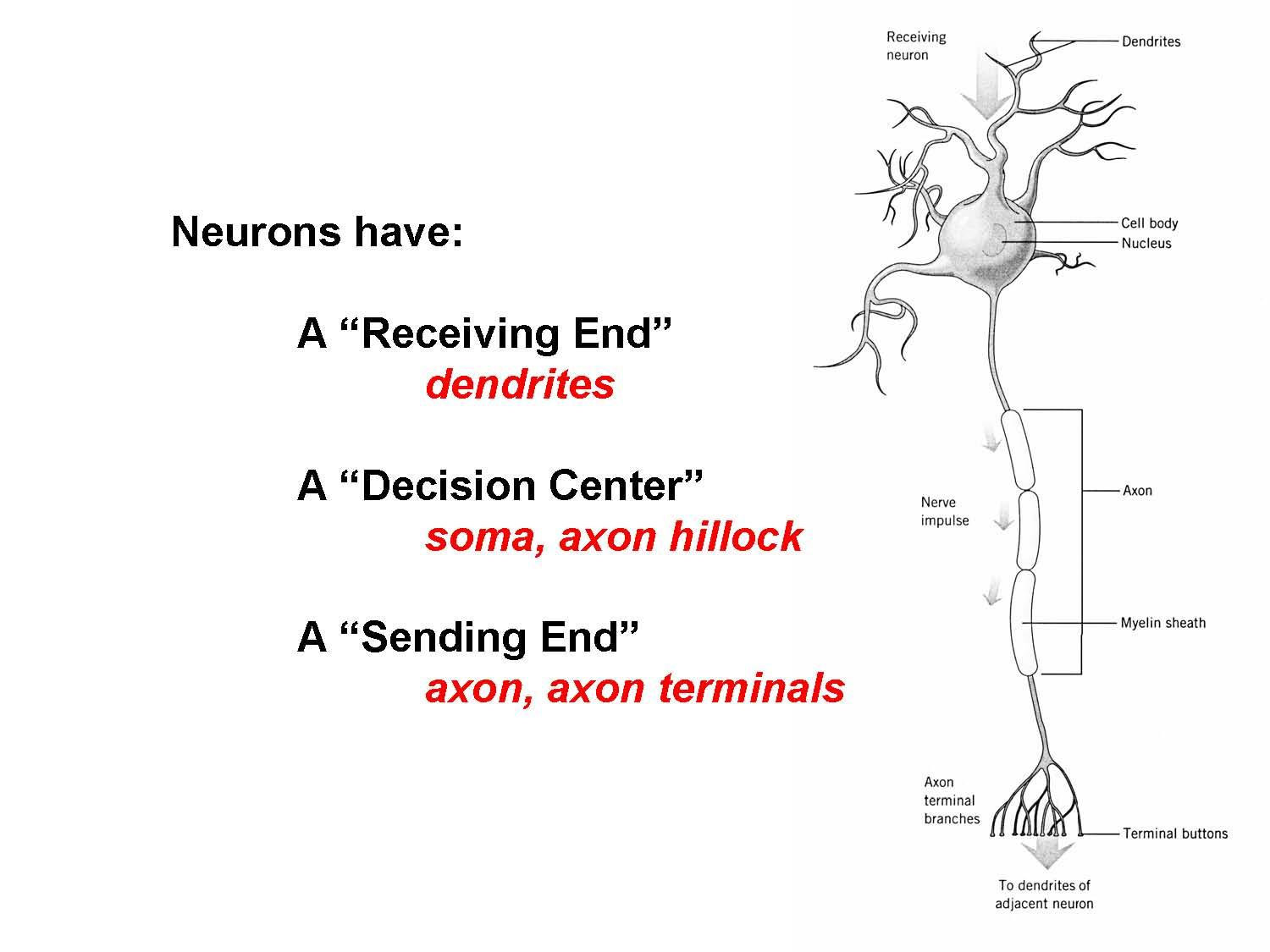 Behavioral Neuroscience Lab