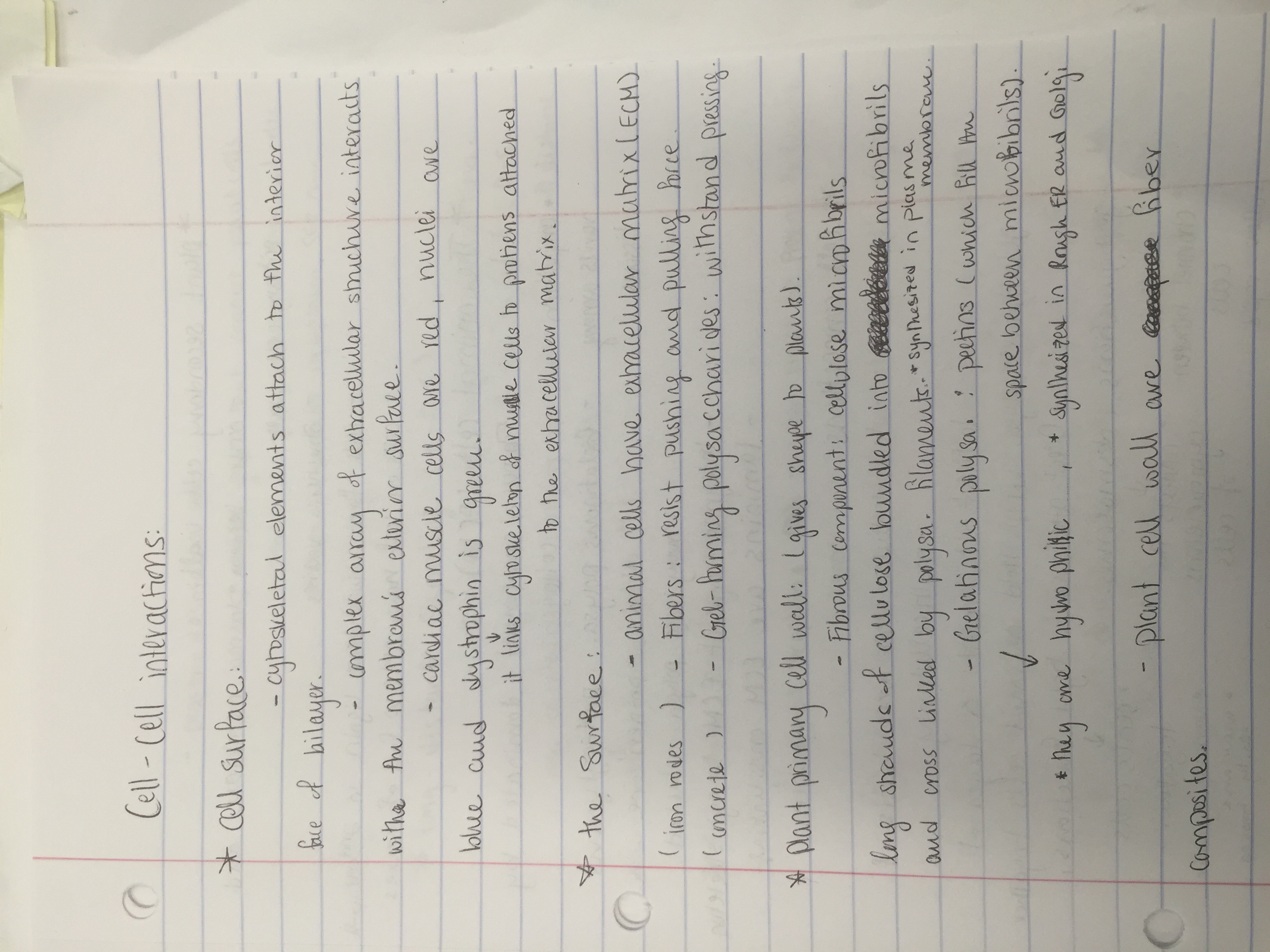 Cell - Cell interactions