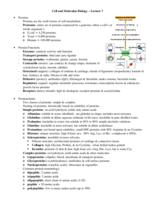 Lecture 7 Notes - Proteins