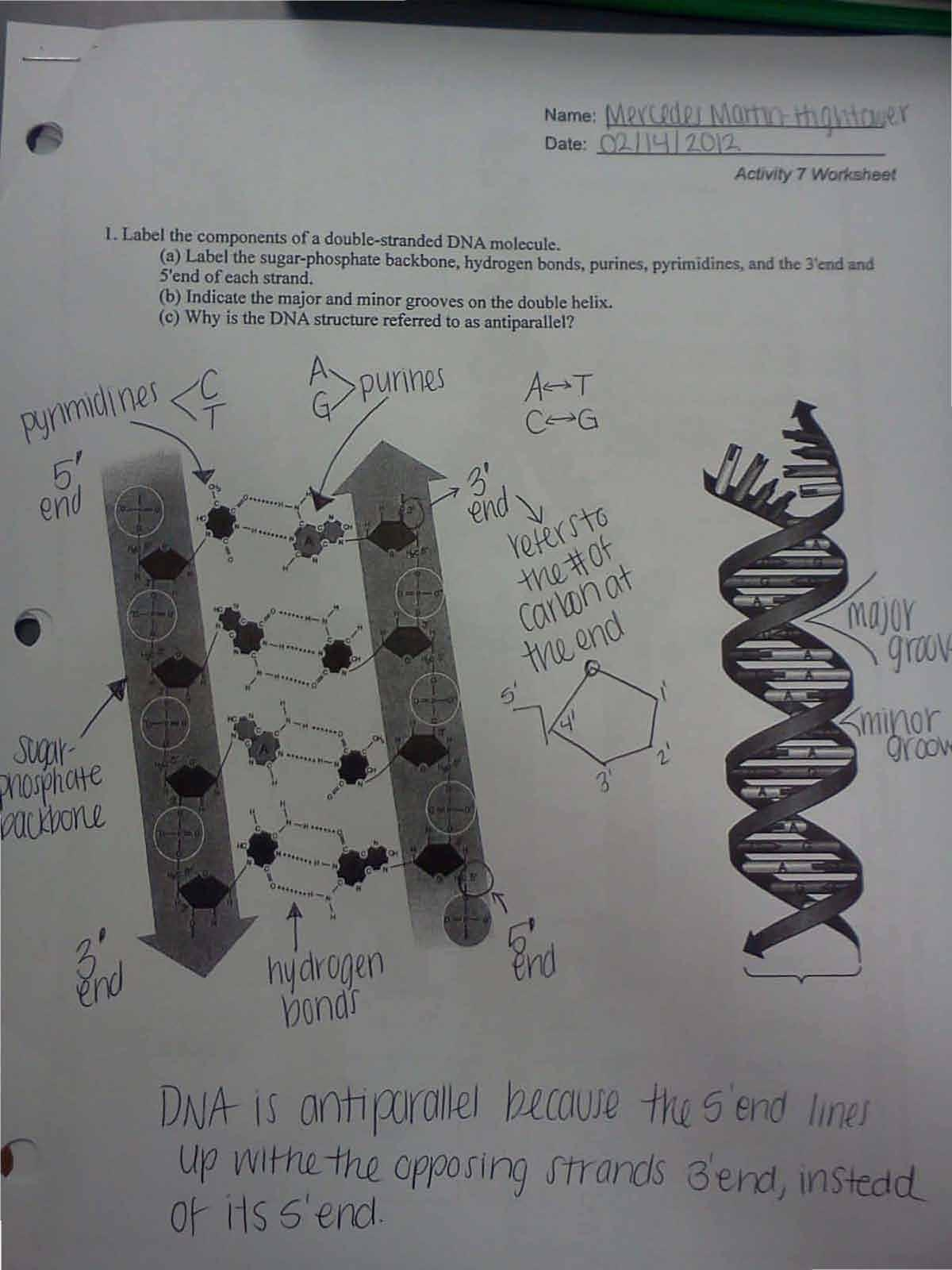 BasicBiologyActivity