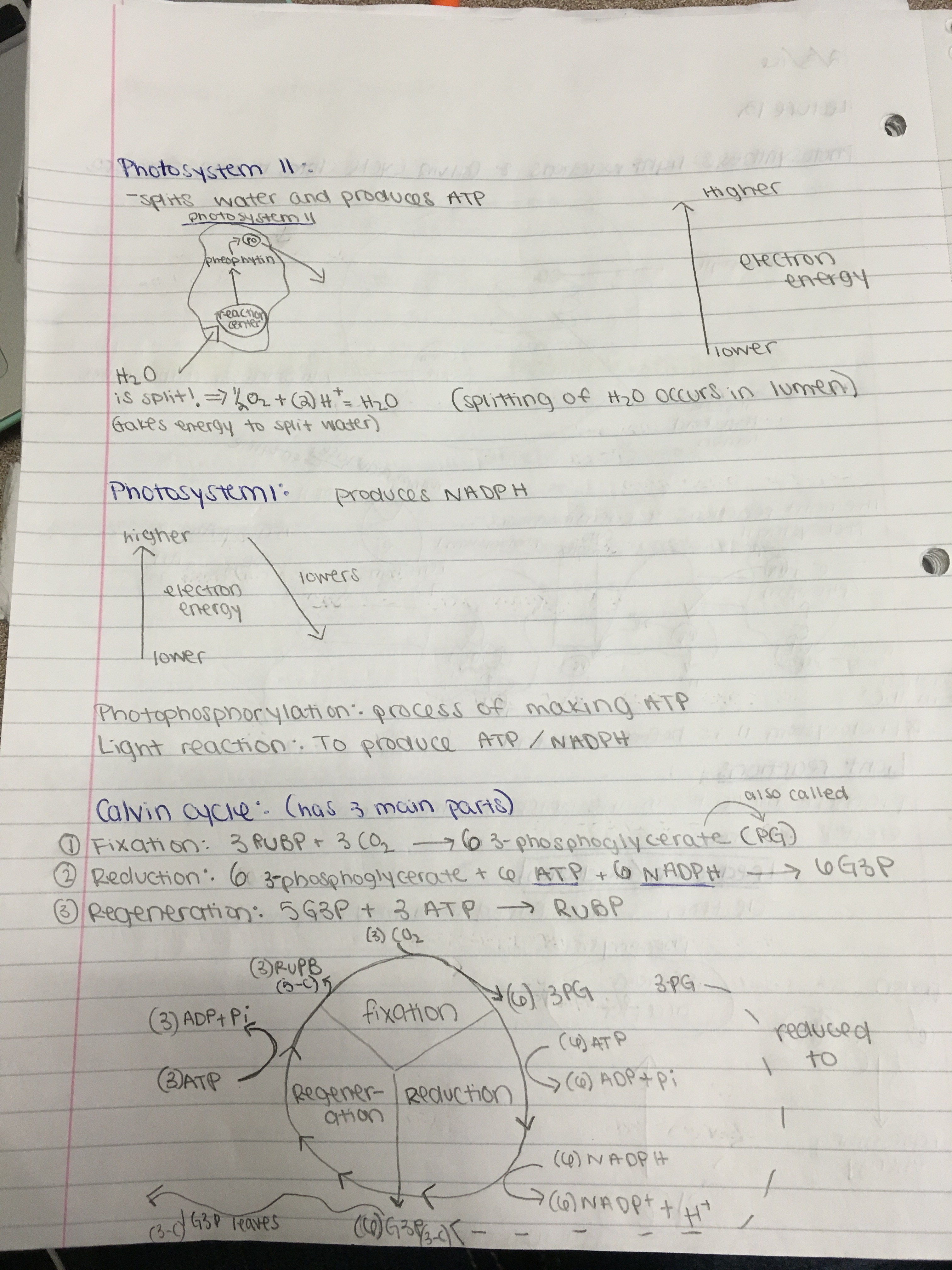 Lecture 2/5/16 (Genetics), and Lecture 2/8/16 (Cell Cycle Eukaryotes)