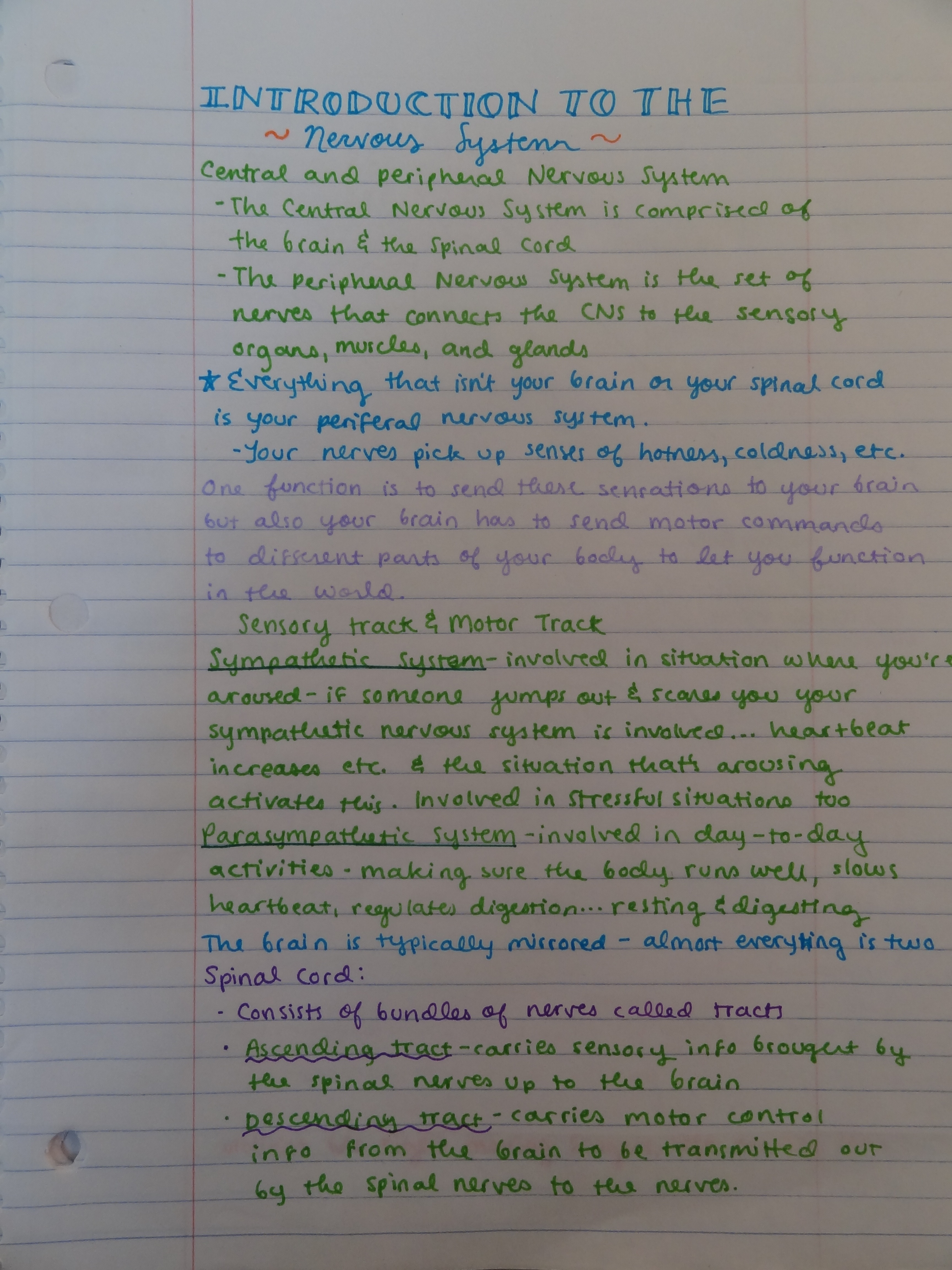 Introduction to the Nervous System