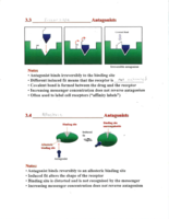 Agonist/Antagonist Subtypes, Behavior, and Occupancy Theory