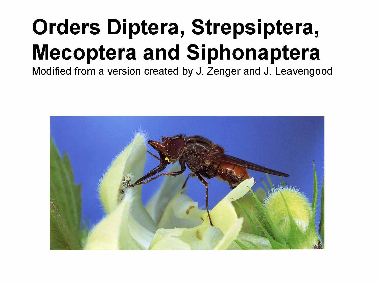 INSECT CLASSIFICATION