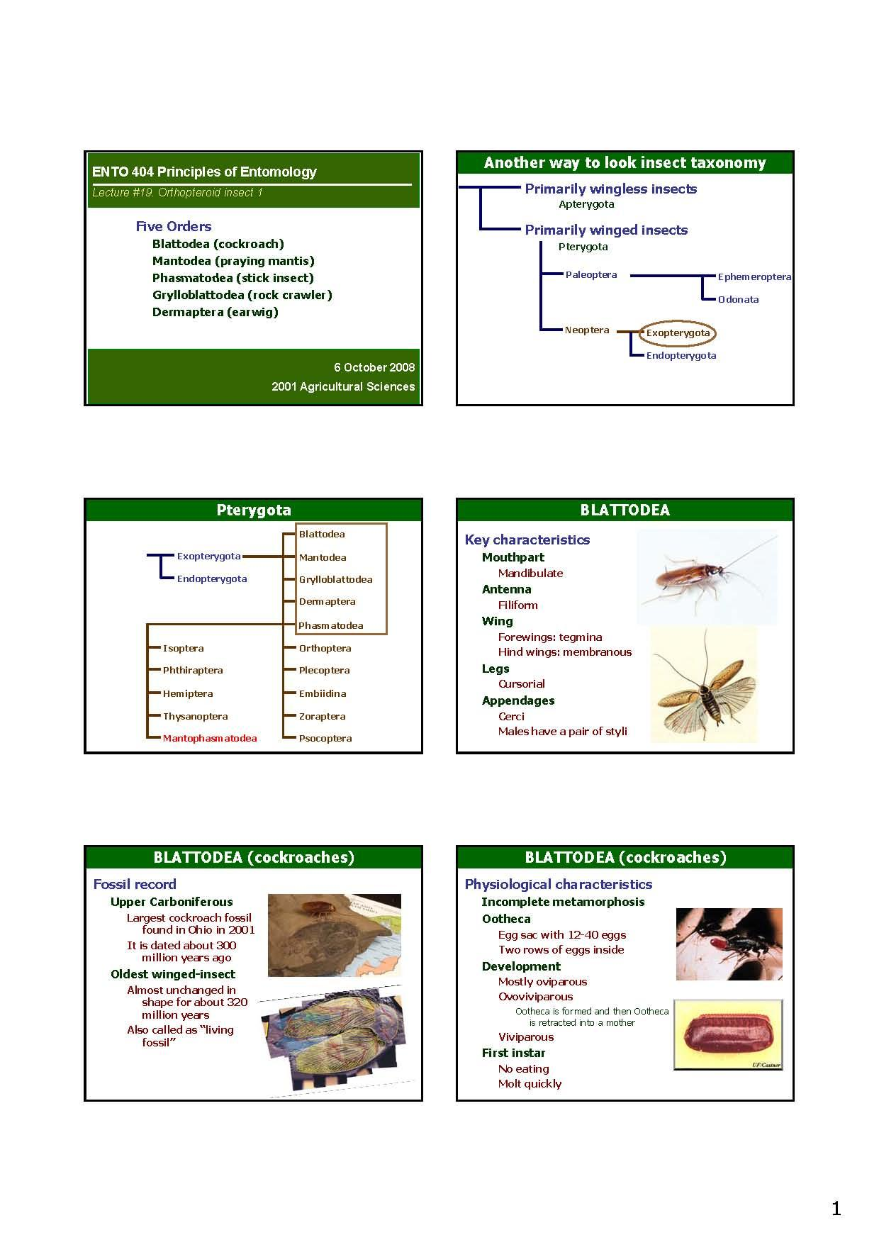 Principles Of Entomology