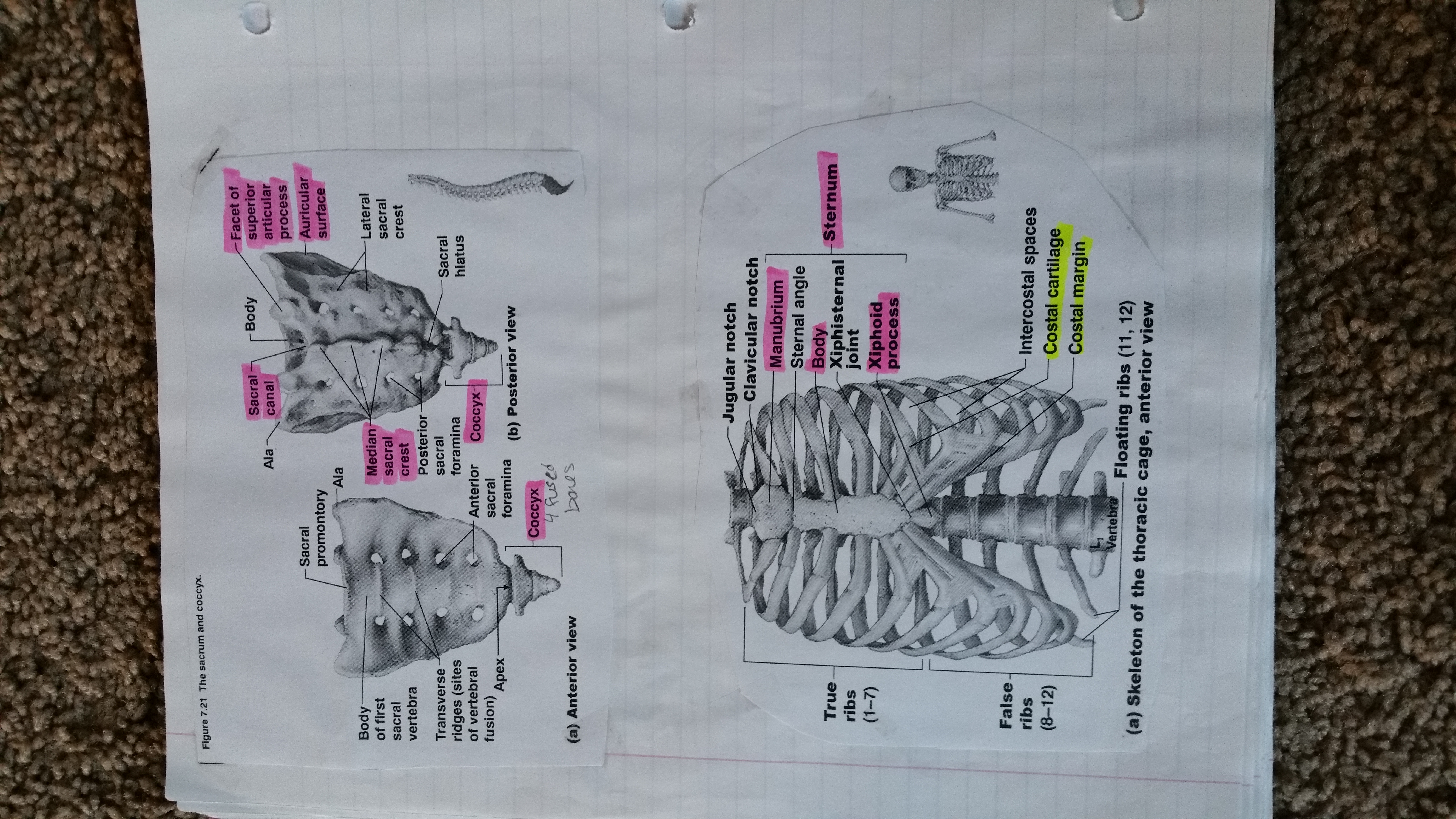 lab practical 2A