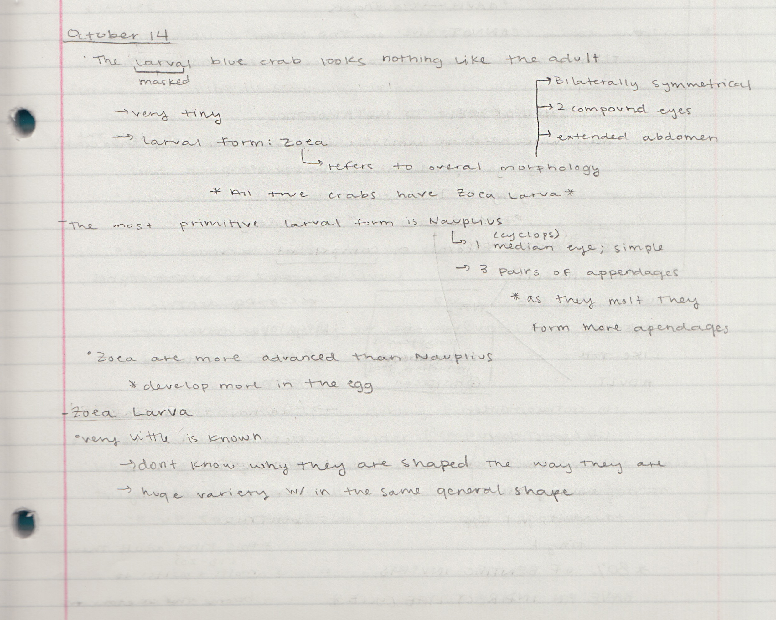 Week 7 Notes