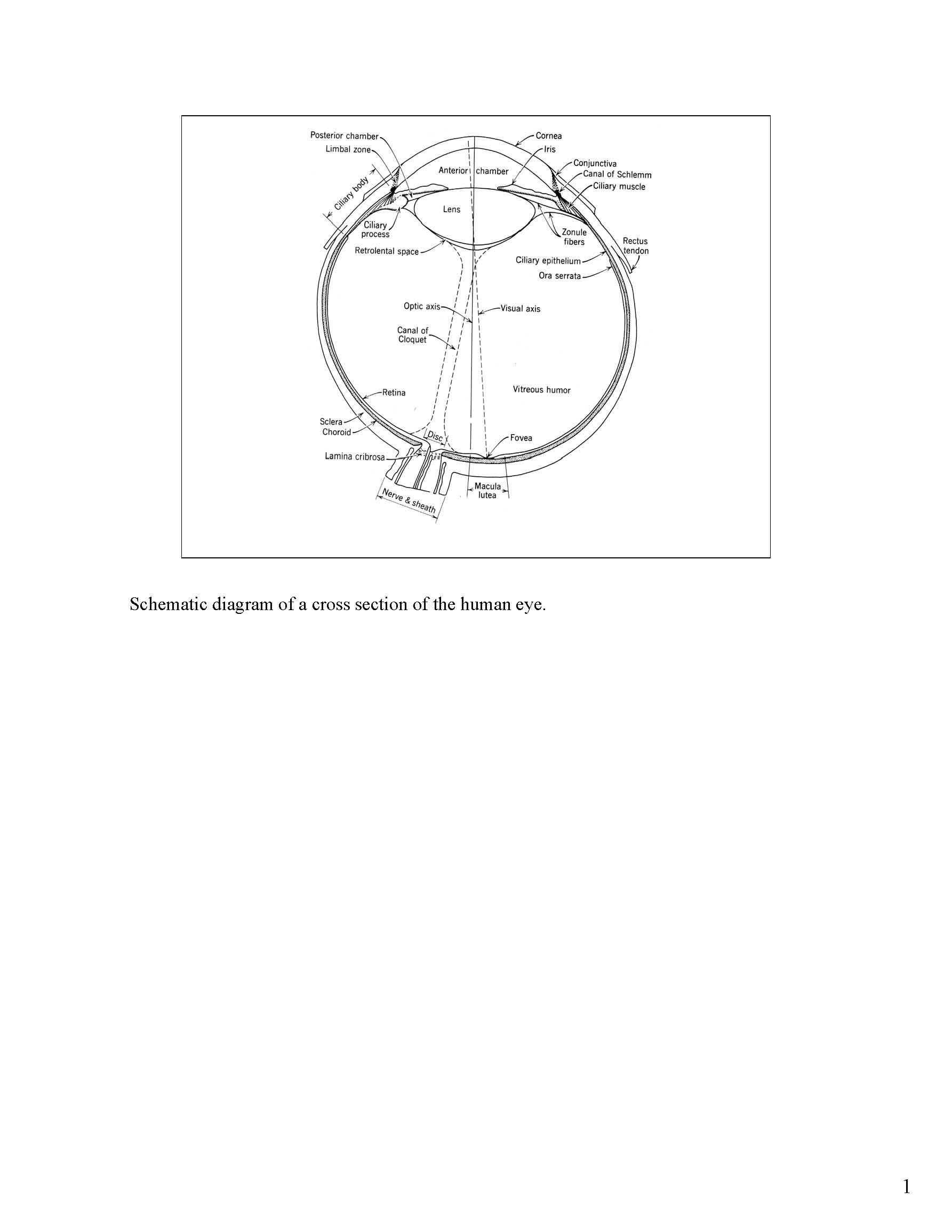 CATEGORIES AND CONCEPTS